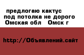 предлогаю кактус  2 70 под потолка не дорого - Омская обл., Омск г.  »    